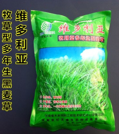 維多利亞多年生黑麥草---優(yōu)質(zhì)飼草、公園、庭園及小型綠地、高速護(hù)坡、河道護(hù)坡牧草