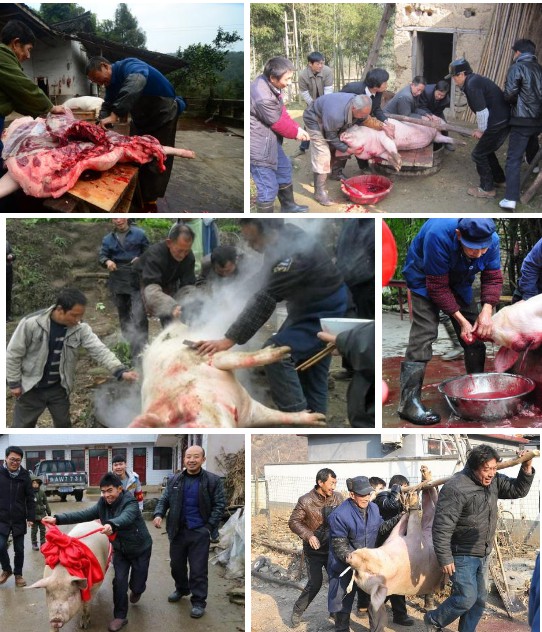 年豬——長期供應(yīng)高品質(zhì)年豬，長期采用發(fā)酵牧草與中草藥飼喂，豬肉味自然濃香土味十足