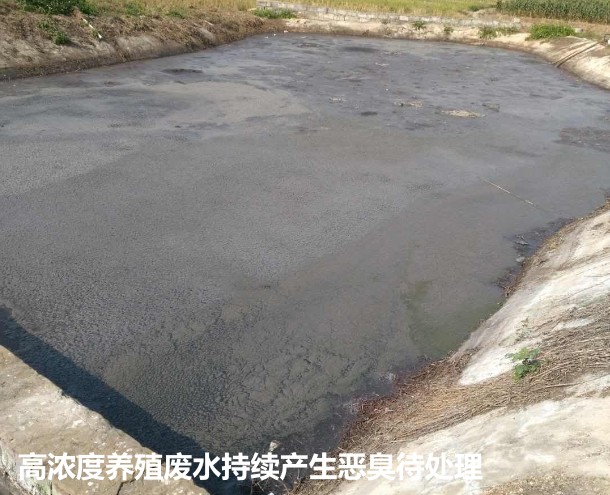 高濃度養(yǎng)殖廢水持續(xù)產生惡臭待處理.jpg